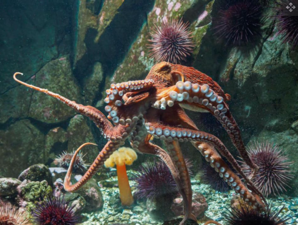 巨型太平洋章鱼可以长到近5米宽