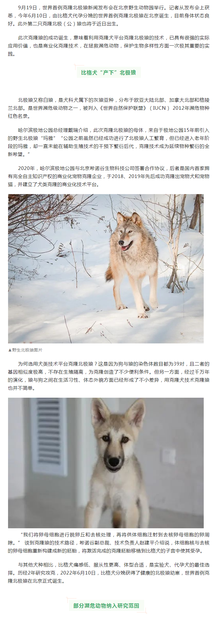 关注 _ 这条狼有个犬妈妈！世界首例克隆北极狼为何备受关注？ 副本.png